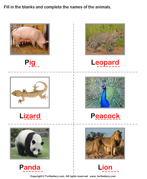 Write the Names of the Animals Answer