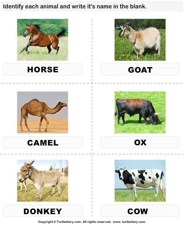 Write the Names of Cattle Answer