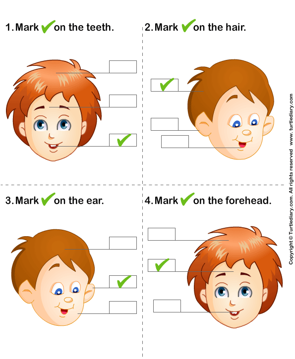 Identify Parts of Human Face Answer