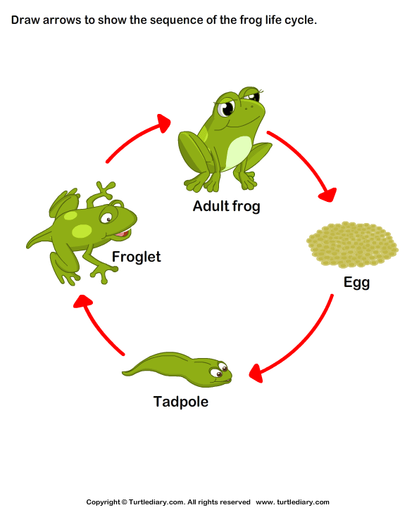 Sequence the Stages of Frog Life Cycle Answer