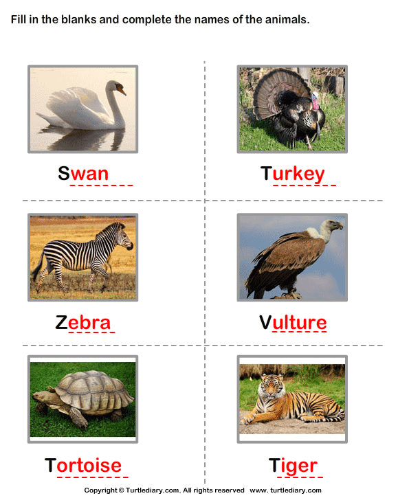 Write the Names of the Animals Answer