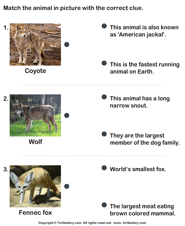 Match the Animals with Their Features