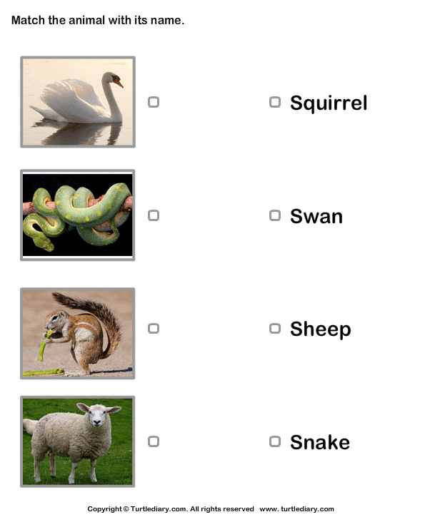 Animals Names With Pictures | Turtle Diary Worksheet