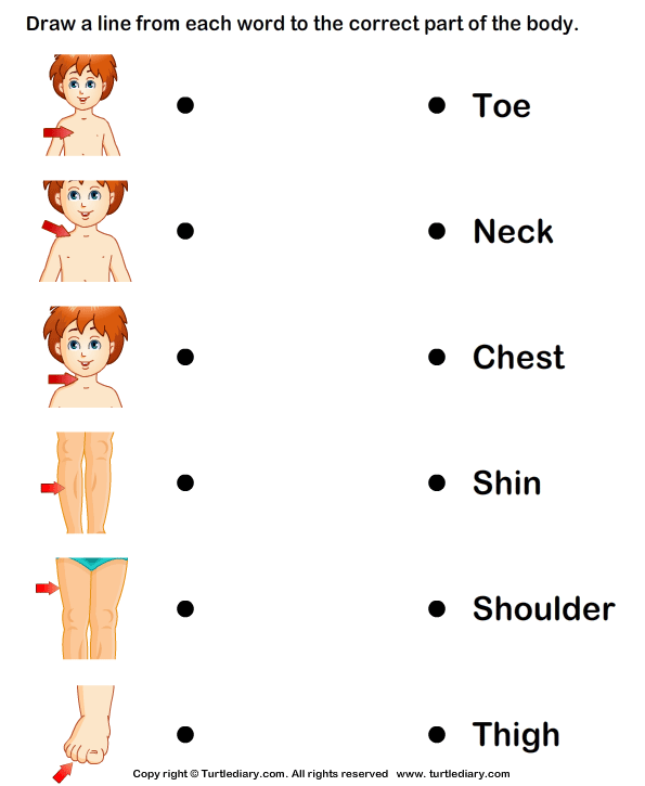 Match Body Parts to Their Names