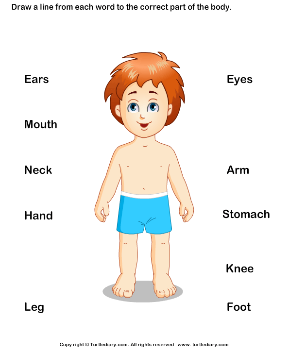 Ultimate List of Body Parts in German: From Your Head to Your Toes! |  FluentU German