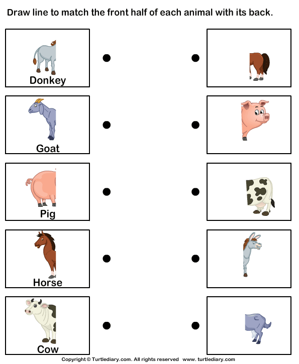 Body Parts of Animals | Turtle Diary Worksheet