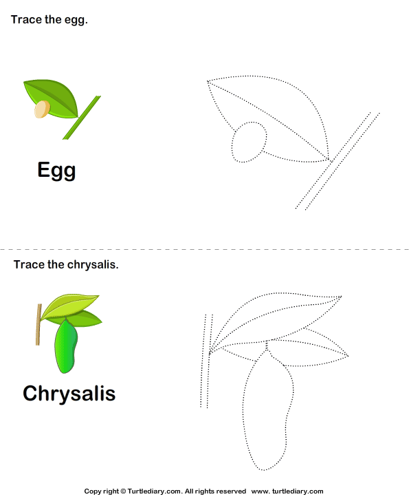 Trace the Stages of the Butterfly Life Cycle