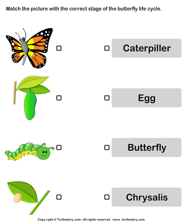 Butterfly Life Cycle: Match Pictures with Correct Name