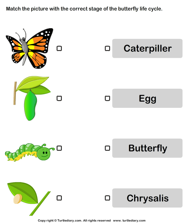 Butterfly Life Cycle Pictures Turtle Diary Worksheet