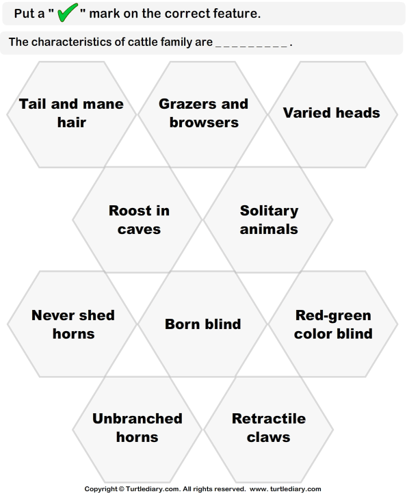 Identify Features of Cattle