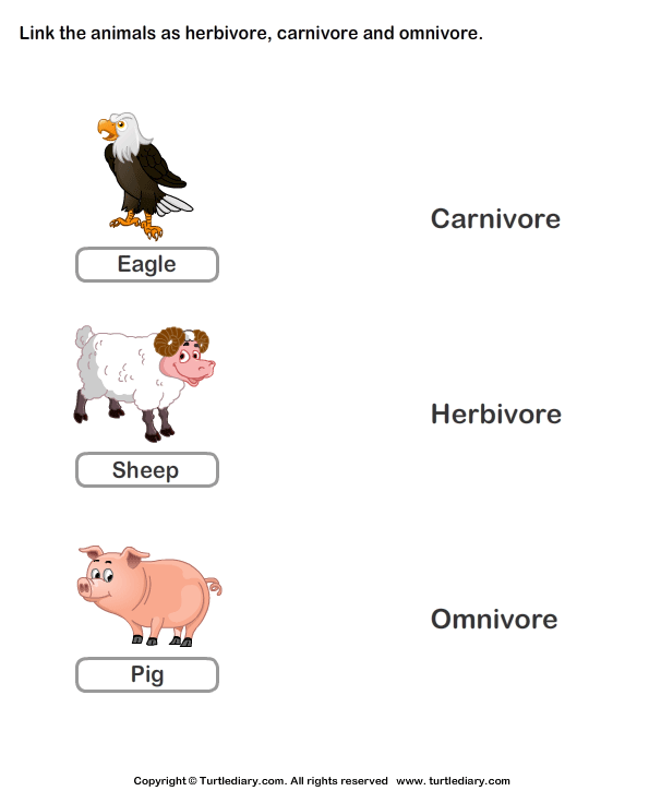 Examples of Herbivores Carnivores and Omnivores Animals | Turtle Diary  Worksheet