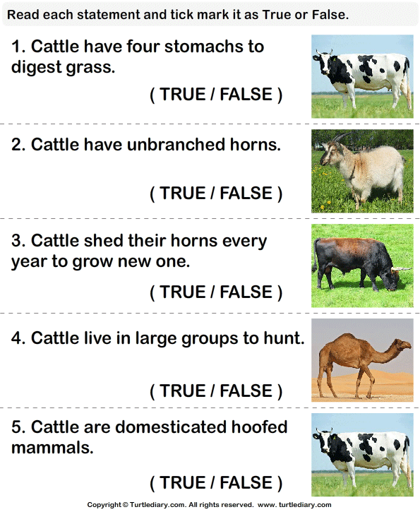 Facts About Cattle | Turtle Diary Worksheet