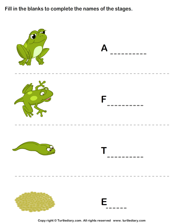 Frogs Life Cycle Stages | Turtle Diary Worksheet