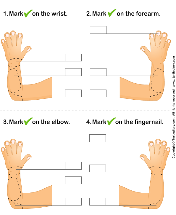 Identify Parts of Human Hand