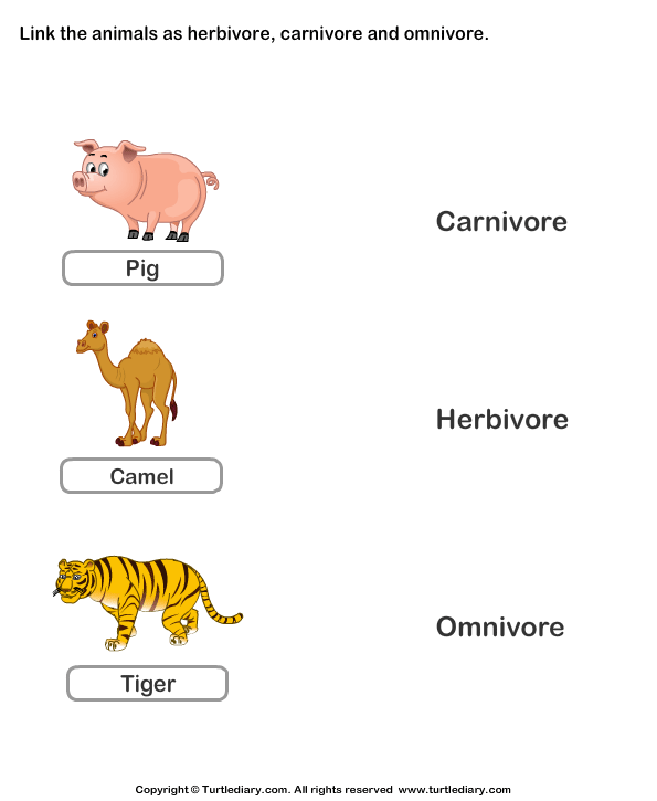 Herbivores Carnivores Omnivores | Turtle Diary Worksheet