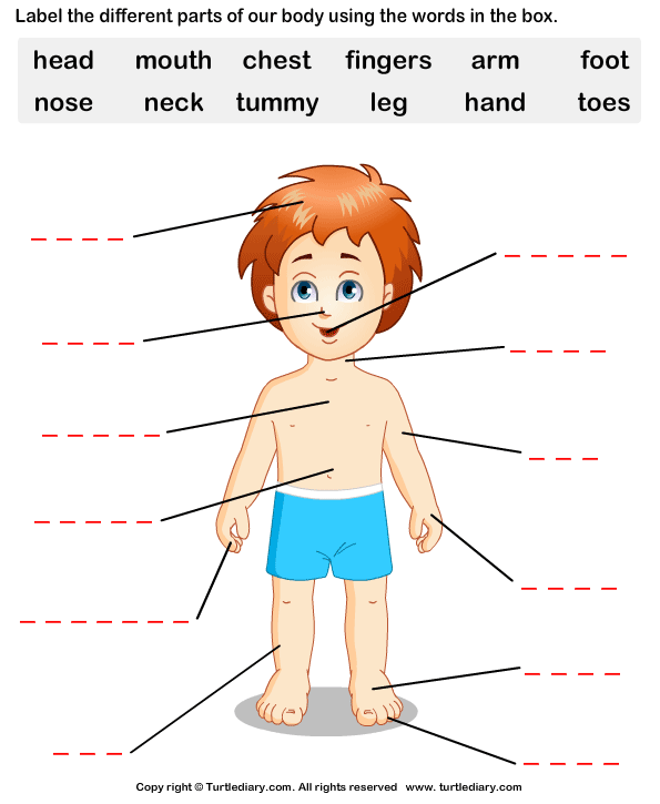 Label the Body Parts
