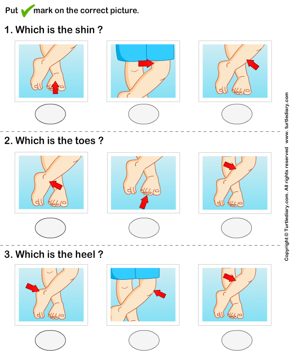 Identify Parts of Human Leg