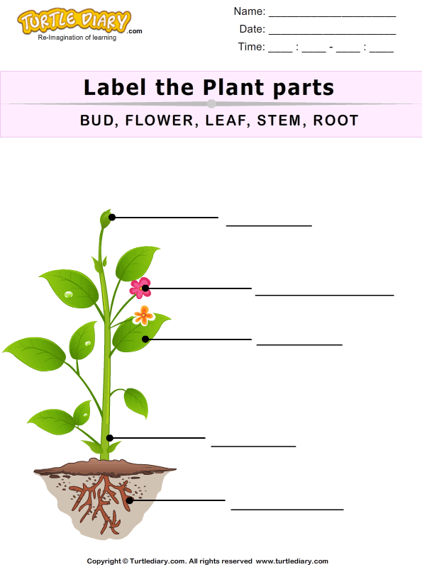 Label The Plant Parts