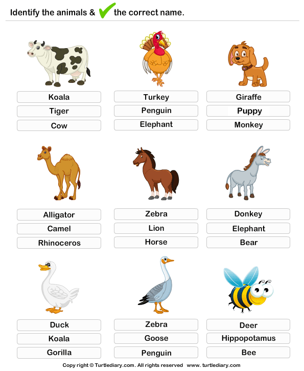 Learning Farm Animals | Turtle Diary Worksheet
