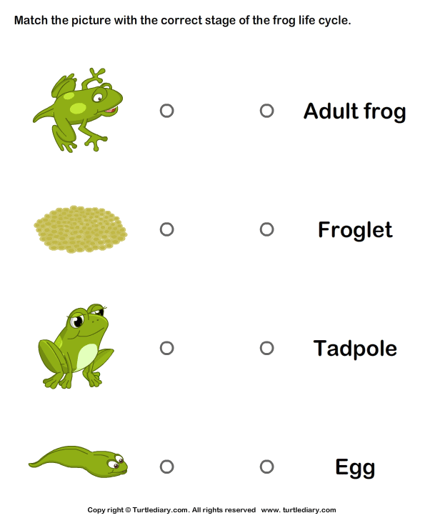 Frog Life Cycle: Match Pictures with Correct Name