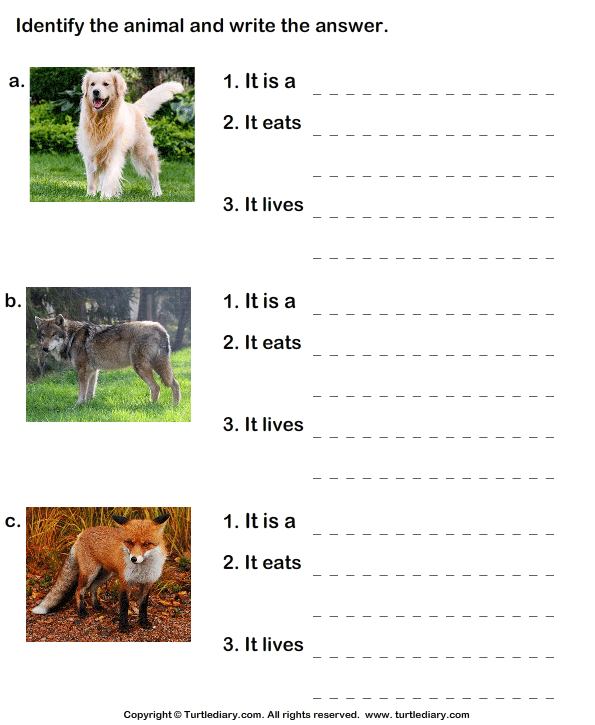 Write the Names of Dog Family Animals