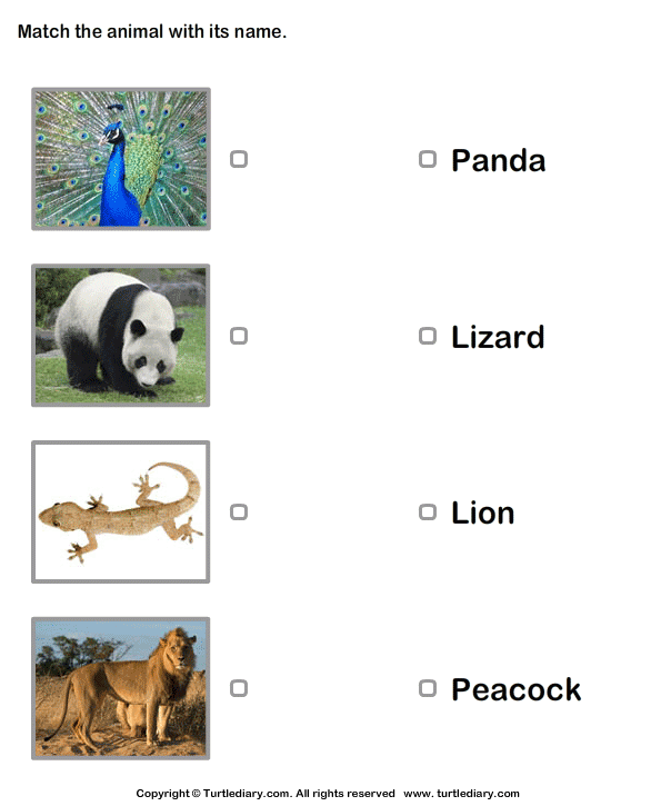 Match Animals to Their Names