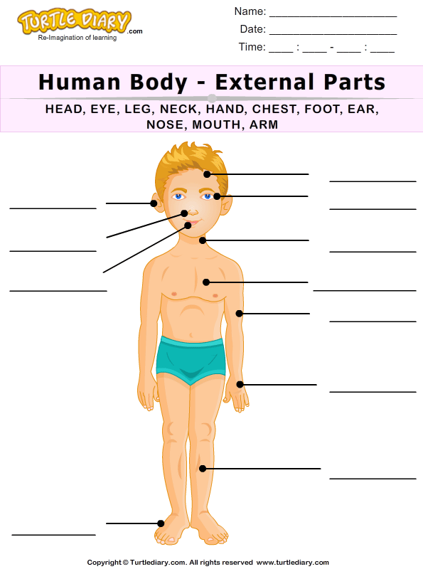 Label the Human Body Parts