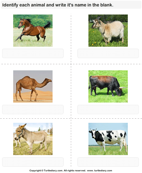 Write the Names of Cattle