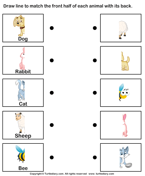 Parts of Animal Body | Turtle Diary Worksheet