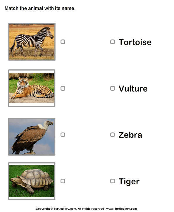 Match Animals to Their Names