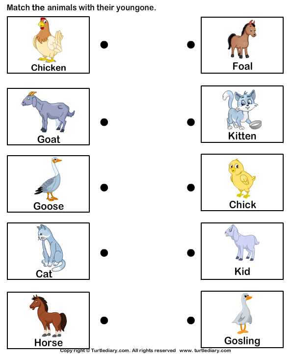 Pictures of Farm Animals and Their Babies | Turtle Diary Worksheet