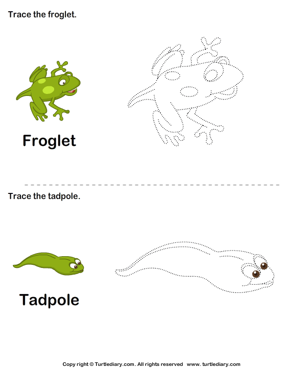 Trace the Stages of the Frog Life Cycle