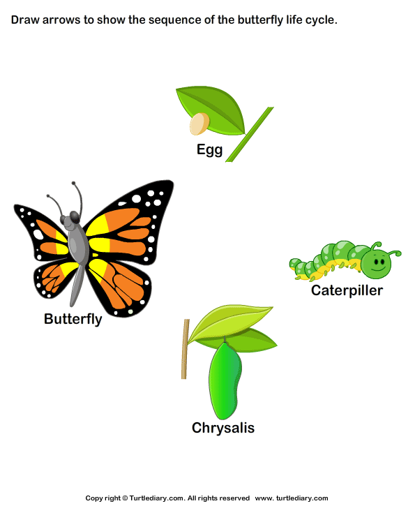 Sequence the Stages of Butterfly Life Cycle