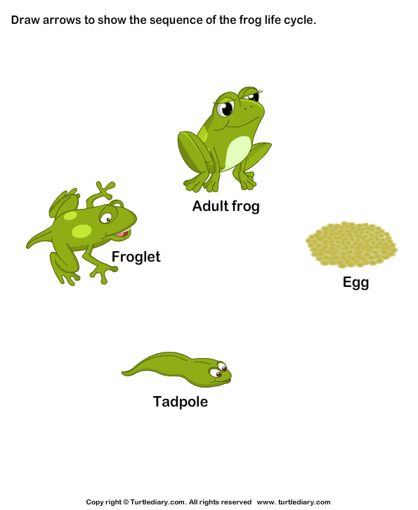 Sequence the Stages of Frog Life Cycle