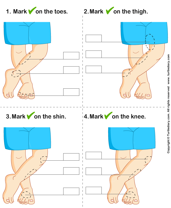 Identify Parts of Human Leg
