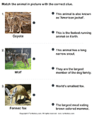 Animals Features