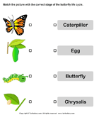 Butterfly Life Cycle: Match Pictures with Correct Name - animals - Kindergarten