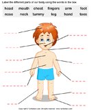 Label the Body Parts - the-human-body - Kindergarten