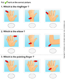 Identify Parts of Human Hand - the-human-body - Preschool