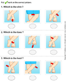 Identify Parts of Human Leg - the-human-body - Preschool