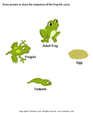 Sequence the Stages of Frog Life Cycle - animals - Kindergarten
