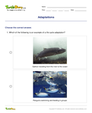 Adaptations - biology - Fifth Grade