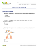Cells and Their Working - biology - Fifth Grade
