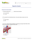 Digestive System - biology - Fifth Grade