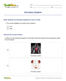 Excretory System - biology - Fifth Grade