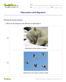 Hibernation and Migration - biology - Second Grade