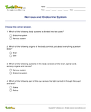 Nervous and Endocrine System - biology - Fifth Grade