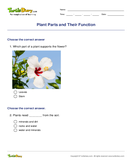 Plant Parts and Their Function - plants - Second Grade